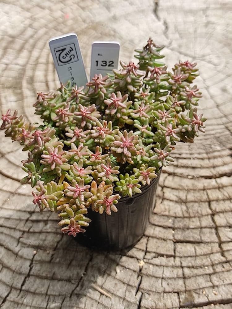 Amazon.co.jp: てっちん多肉植物セダム『コーラルカーペット