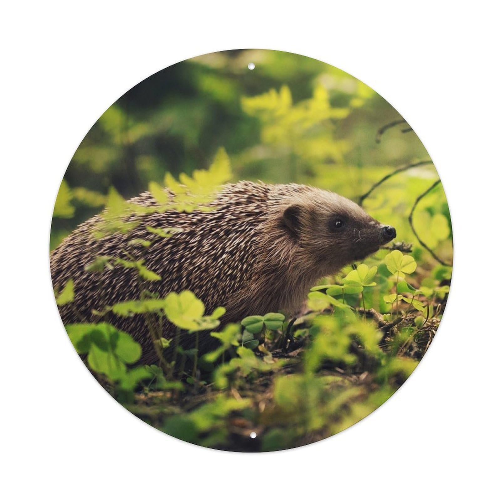 Animal Cute Little Hedgehog Metal Tin Sign