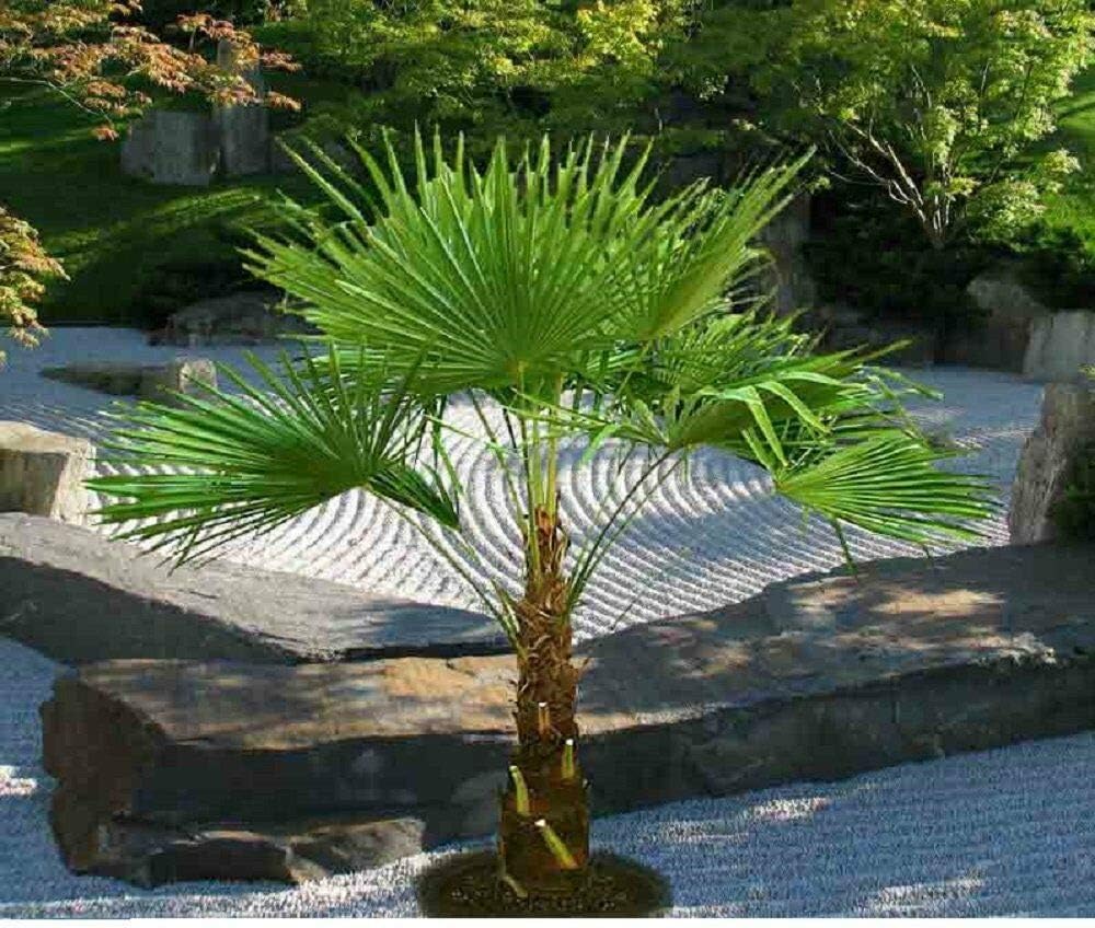 BALDUR Garten Winterharte KübelPalmen 1 Pflanze, Chinesische Hanfpalme