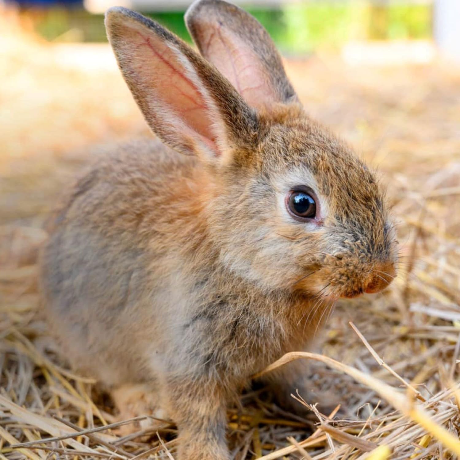 Blue Mountain Hay Bio-Strohhalm (11,3 kg), natürlicher Tier-Strohhalm für Meerschweinchen, Chinchillas, Kaninchen, Hamster, Hühner, Wildkatzen und Hühnerstall, Haustier-Strohhalm, Haustier-Strohhalm