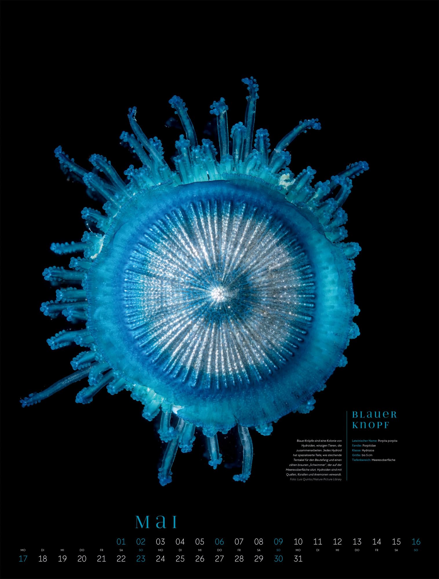 Ozeaneo Kalender 2027 | Geheimnisvolles Meer | Bildstarker Unterwasser-Kalender im großen Hochformat (50x66 cm) | Mit wissenschaftlichen Informationen