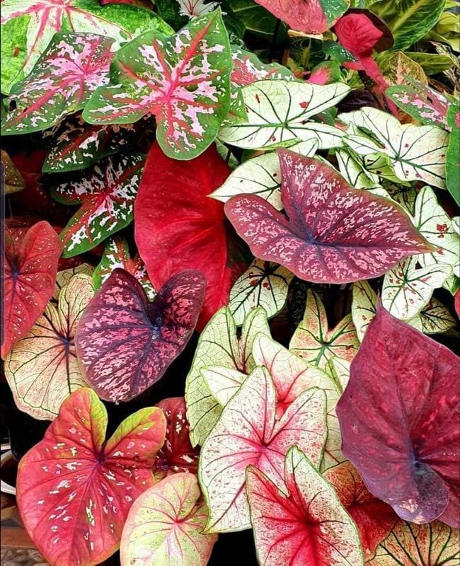 Oakwood Farms®imported Caladium Flowers Bulbs Caladium Peppermint Leafy