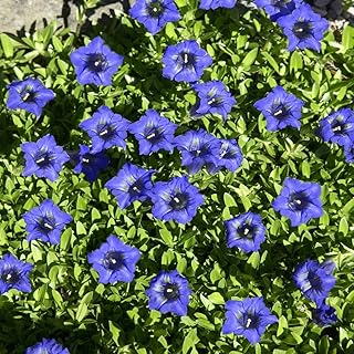 Outsidepride Nikita Gentian Seeds - 500 Pcs Perennial, Hardy, Blue Blooms, Stomach Health Support, Easy Growth & Colorful Blooms, Perfect for Flower, Rock & Alpine Gardens, Minimal Maintenance