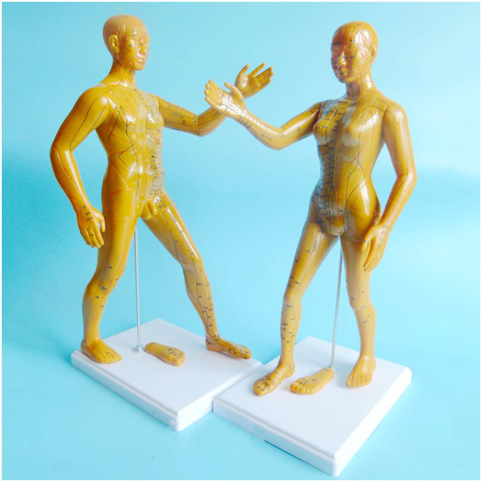Sjdopulse Men's And Fe Acupuncture Model - Human Acupoint Model - Bodybuilding Running Traditional Chinese Medicine Meridian Model, 50Cm/19.69 Inch