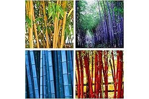 Live Bamboo Stalks: 200+ Seeds for Privacy, Environment, and Beauty