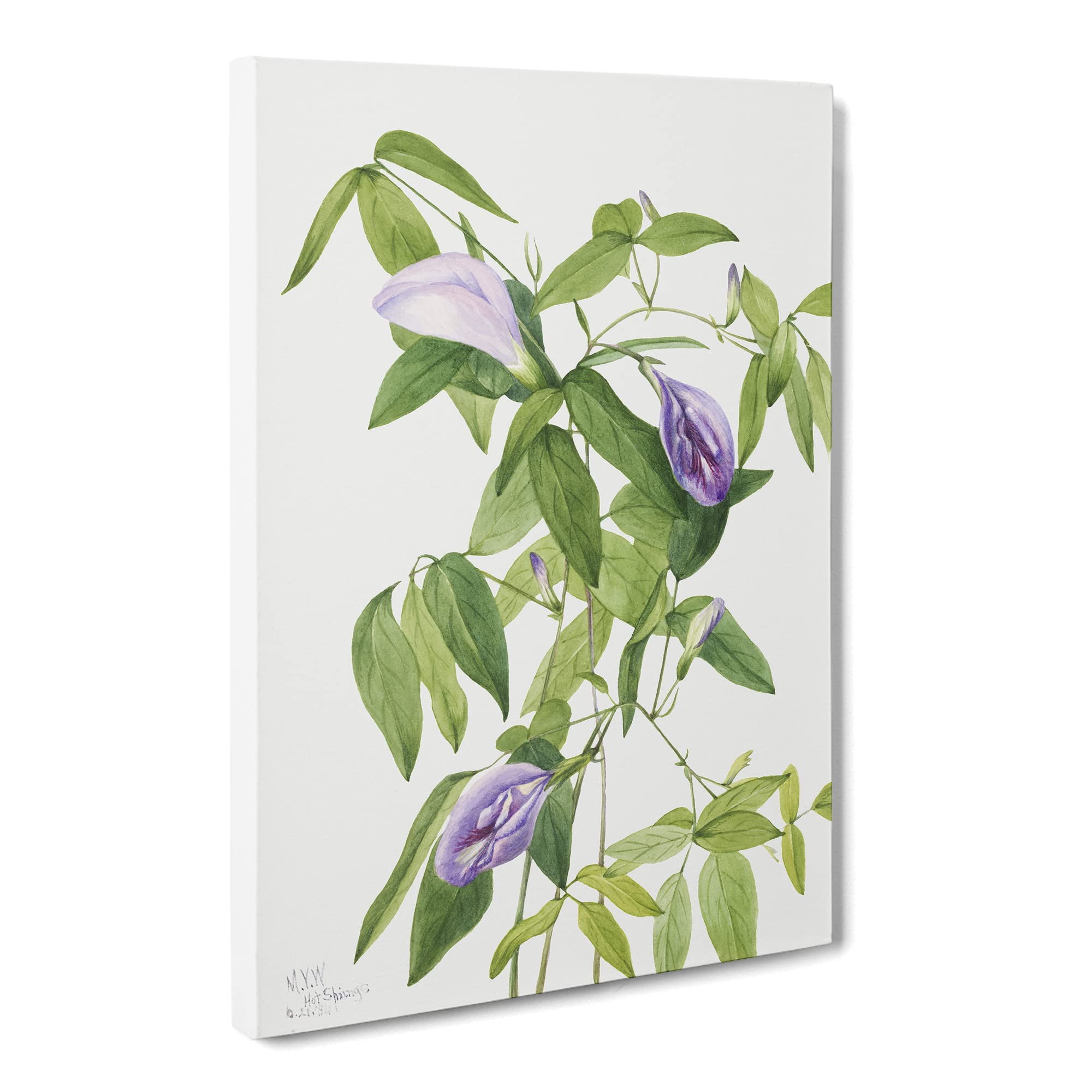 Butterfly Pea Flowers By Mary Vaux Walcott Canvas Print, Mixed, 25L x 50W cm