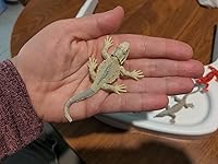 Review Image by Circling Skies