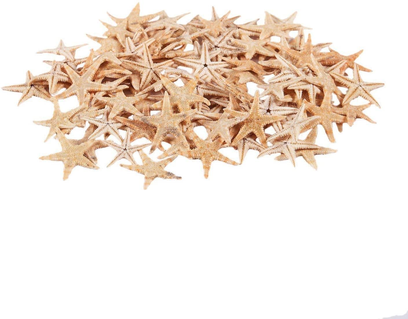 Small Starfish Star Sea Shell Beach Craft 0.4 Inch-1.2 Inch 90 Pcs Nice and Professional