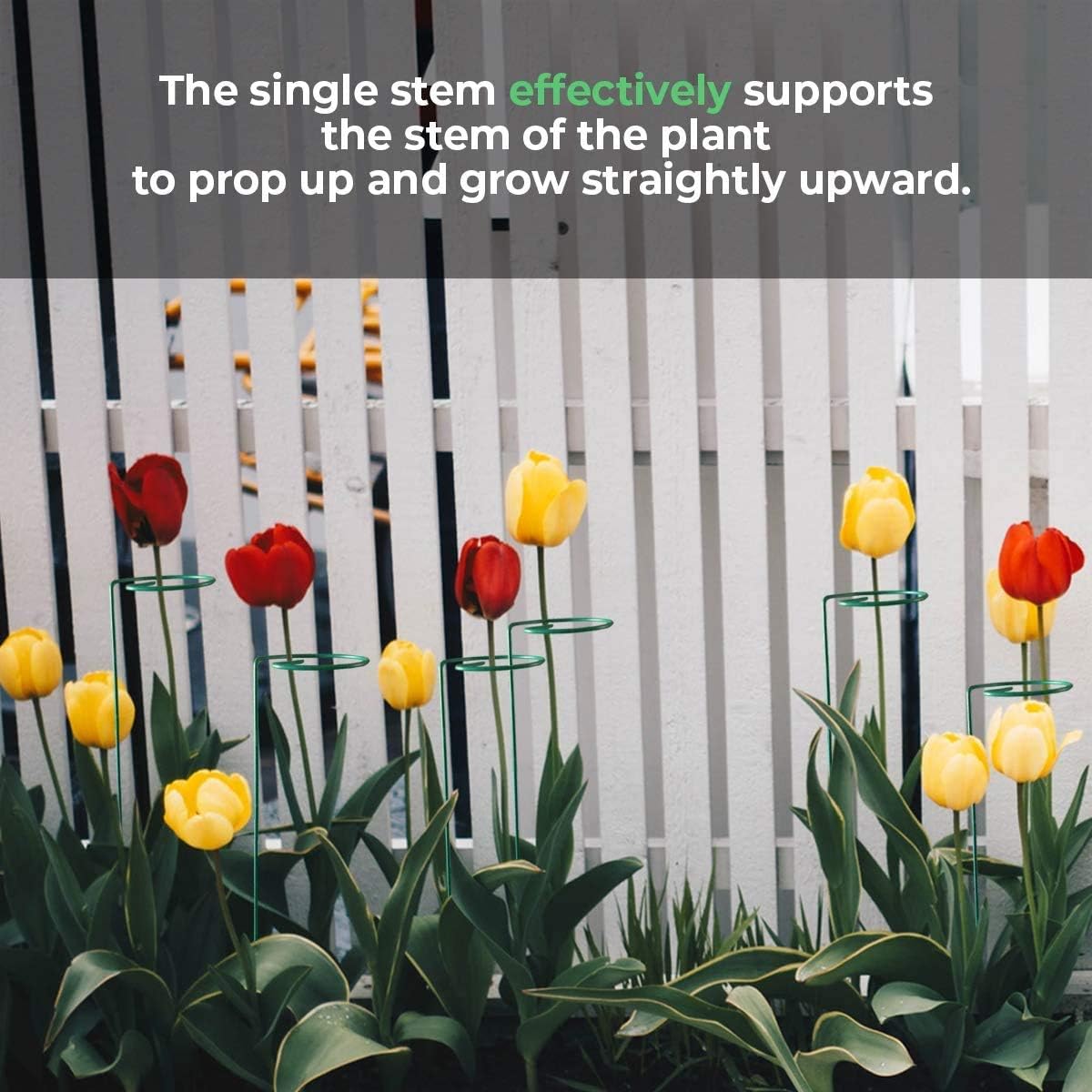 24 inch - 5 pcs | Plant Stake Support, Garden Single Stem Support Stake Plant Rings, Single Stem Plant Support Stakes, Stakes for Flowers Amaryllis