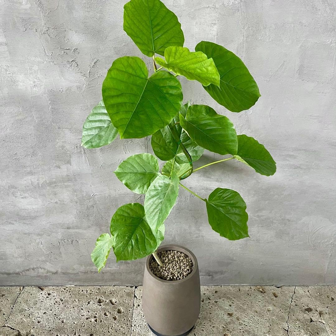 大型　フィカス　ウンベラータ　曲がり仕立て　10号　陶器鉢　植え込み発送 Amazon.co.jp: 大型 フィカス ウンベラータ 曲がり仕立て 10号 陶器鉢