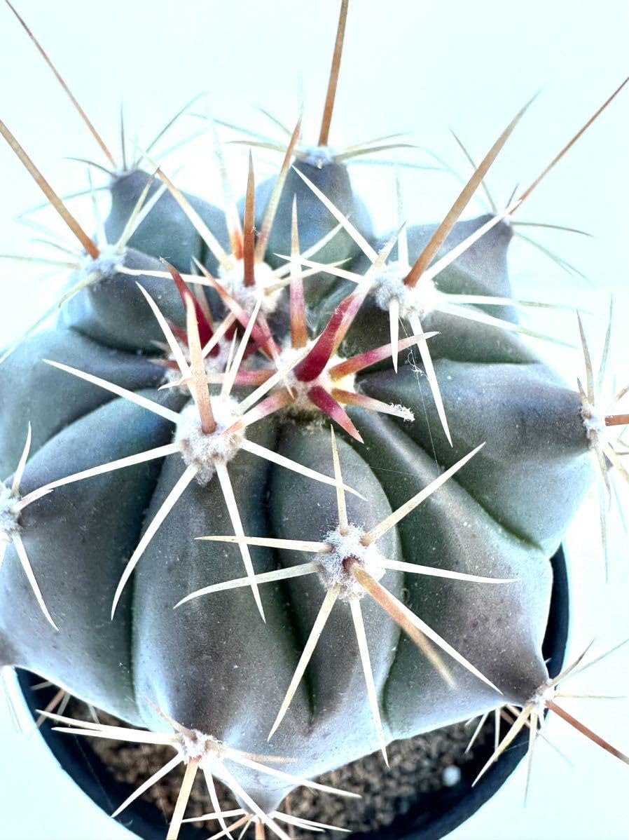 Amazon.co.jp: ferocactus hyb フェロカクタス ハイブリッド 交配種