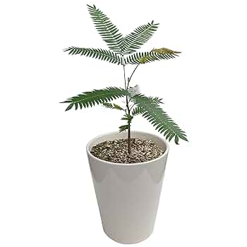 Amazon｜花のギフト社 鉢植え エバーフレッシュ 観葉植物 ミニ