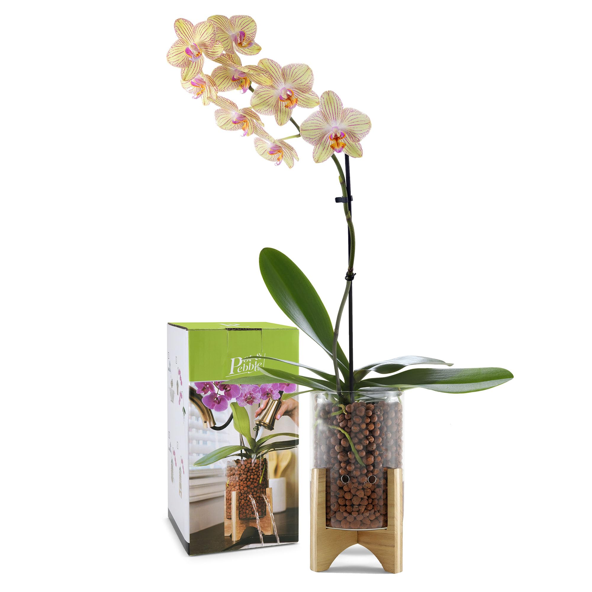 Pot & Pebble - Maceta de vidrio C6 con base de madera decorativa - Estación de propagación de plantas con control de nivel de agua - Soporte de corte de plantas para guijarros de arcilla LECA/medios