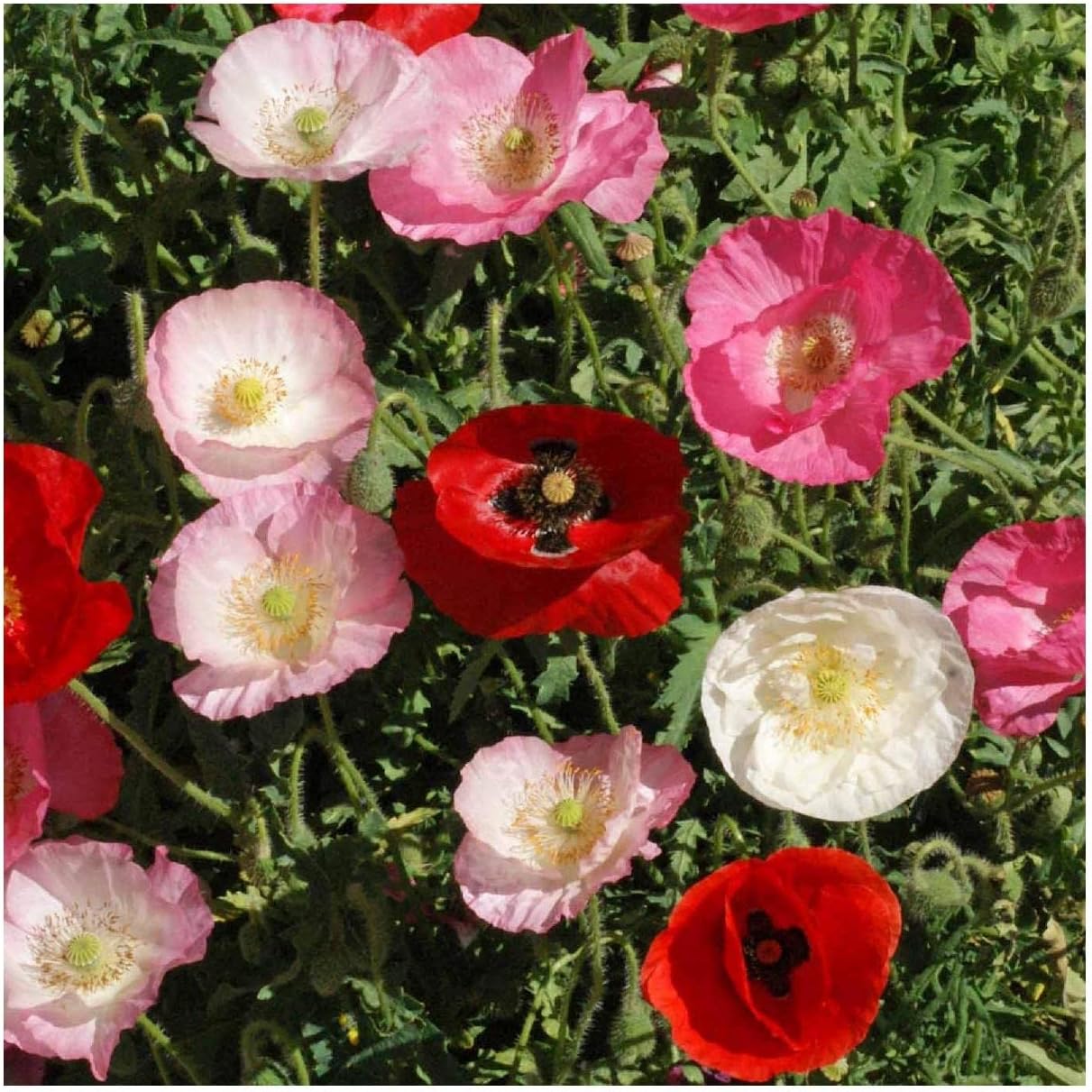 Everwilde Farms - 1 Lb Mixed Poppy Wildflower Seeds - Gold Vault
