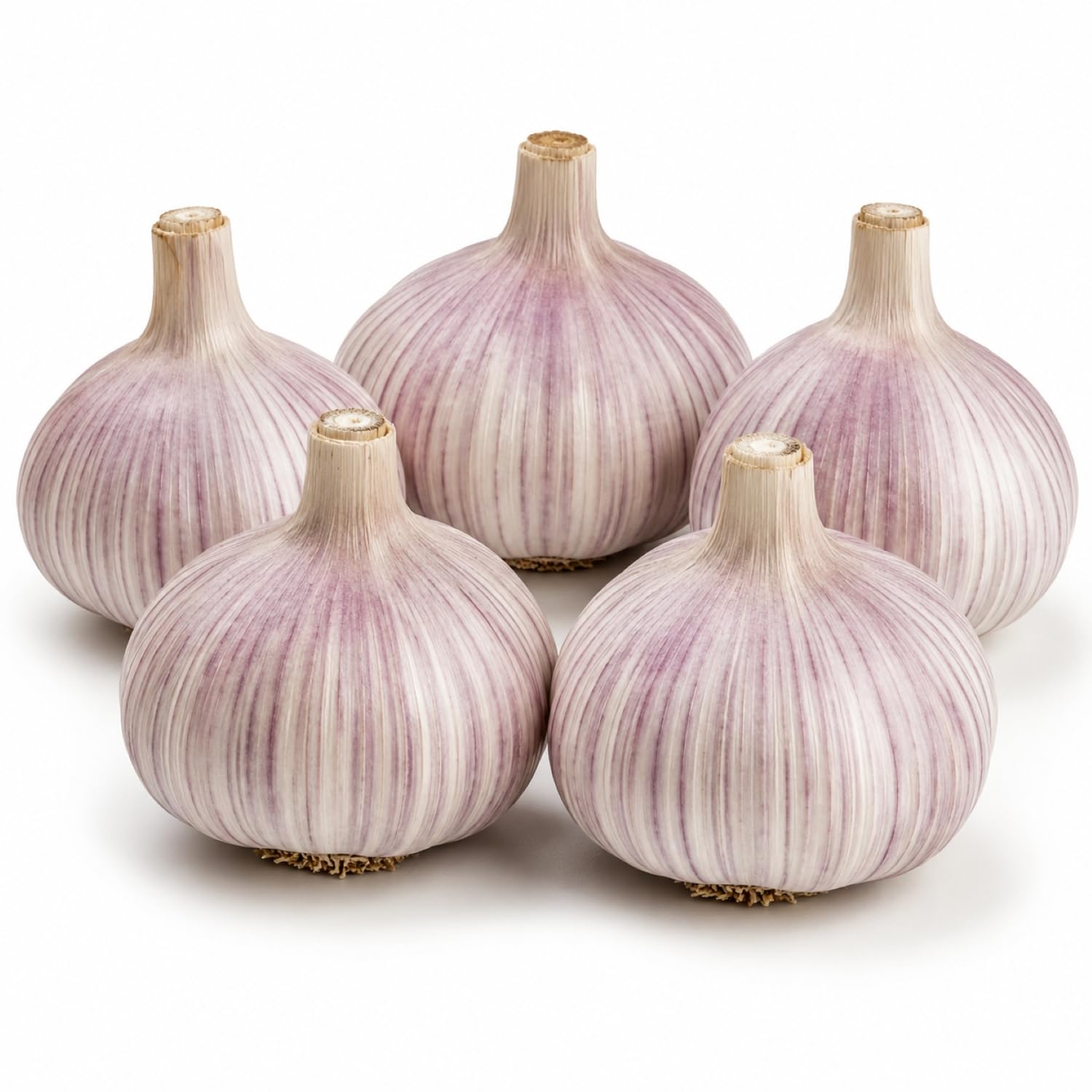 5 Pack Chesnok Red Garlic Bulbs for Planting Large Hardneck Garlic Cloves Garlic Seeds for Planting Cold Climate Ready Garlic Bulbs for Planting Home Garden Raised Beds Fall or Spring