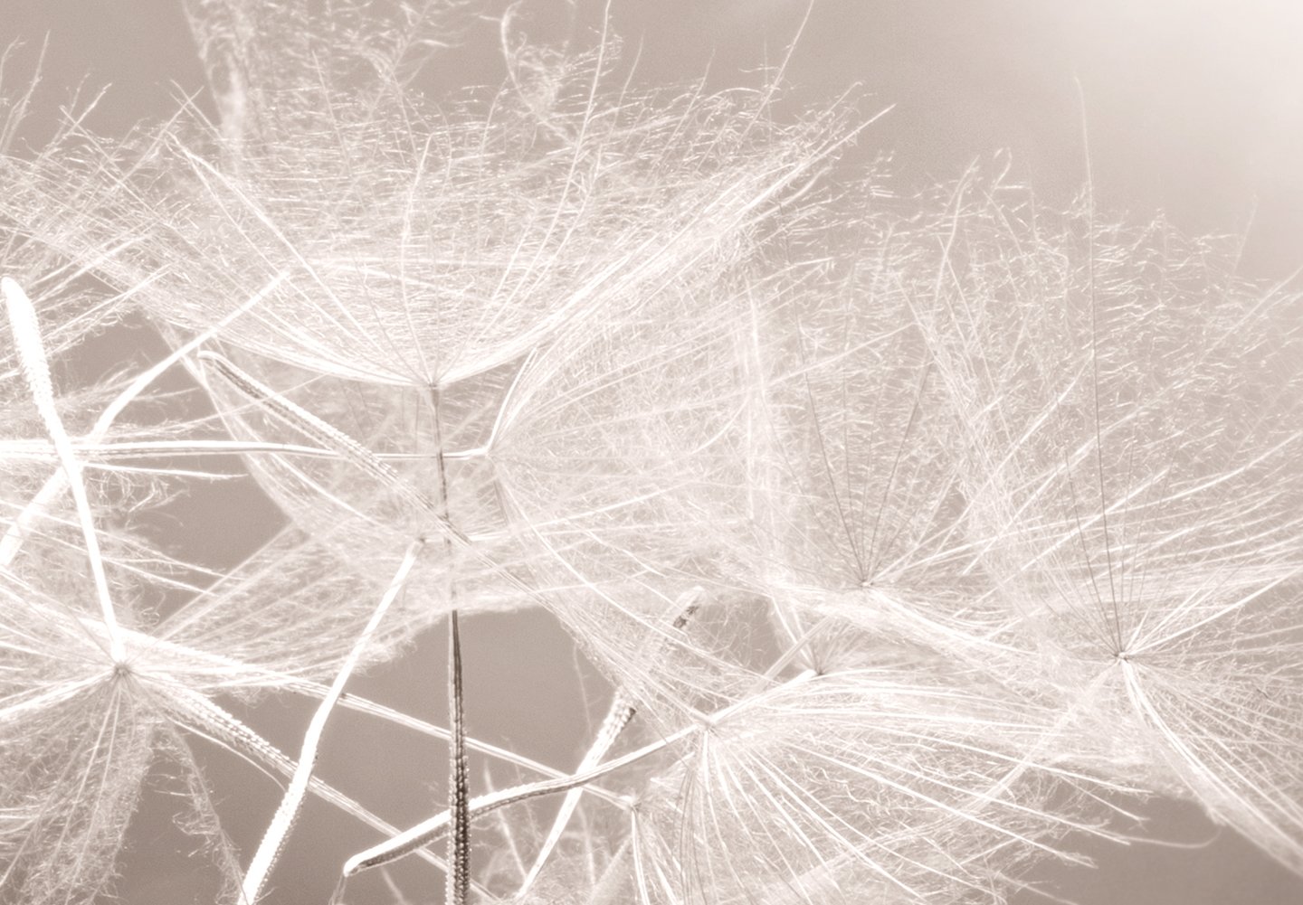 murando - Leinwandbild Blitz Pusteblumen Natur, 150x50 cm, 1-teilig, modern | Hochwertige Leinwand, sofort aufhängbar, ideal fürs Wohn- oder Schlafzimmer, wasserfest und lichtecht, langlebig, stilvoll
