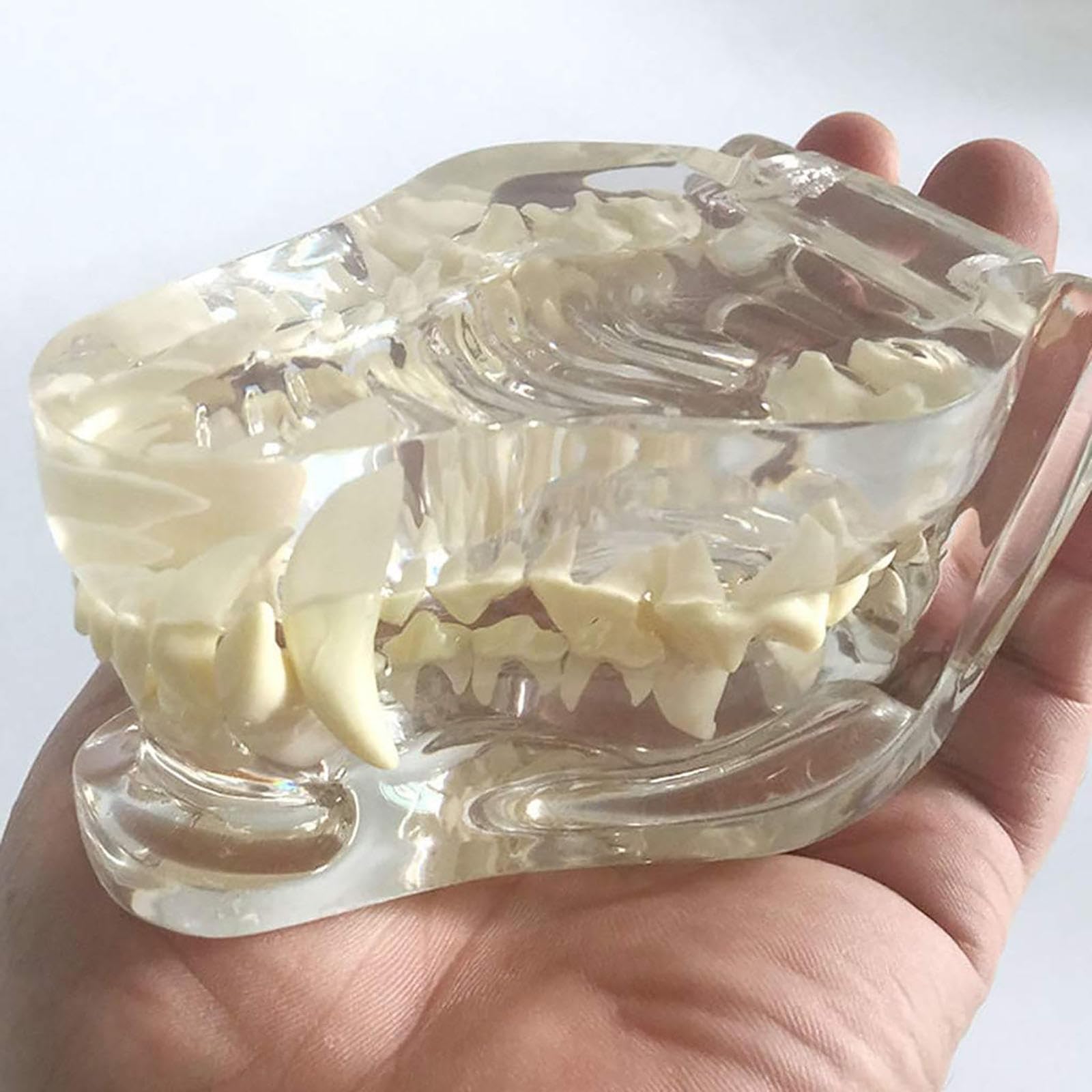 Modelo De Pino Canino Transparente con Dientes, Modelo De Pino para Anatomía Y Patología Felina para Formación Veterinaria, Ideal para Clínicas Dentales.
