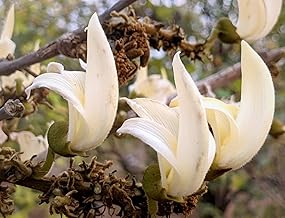 Beautiful Healthy Live White Palash Flower Tree (Air Layered/Guti Kalam) Plant For Home Garden Outdoor & Indoor Plant