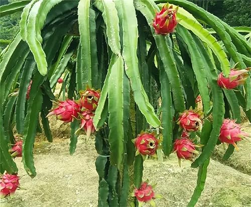 Miniatura 1 de Semillas de plantas de jardín Semillas de árboles frutales Más de 100 semillas de pitaya roja Piezas de fruta del dragón Carne roja Megalanthus