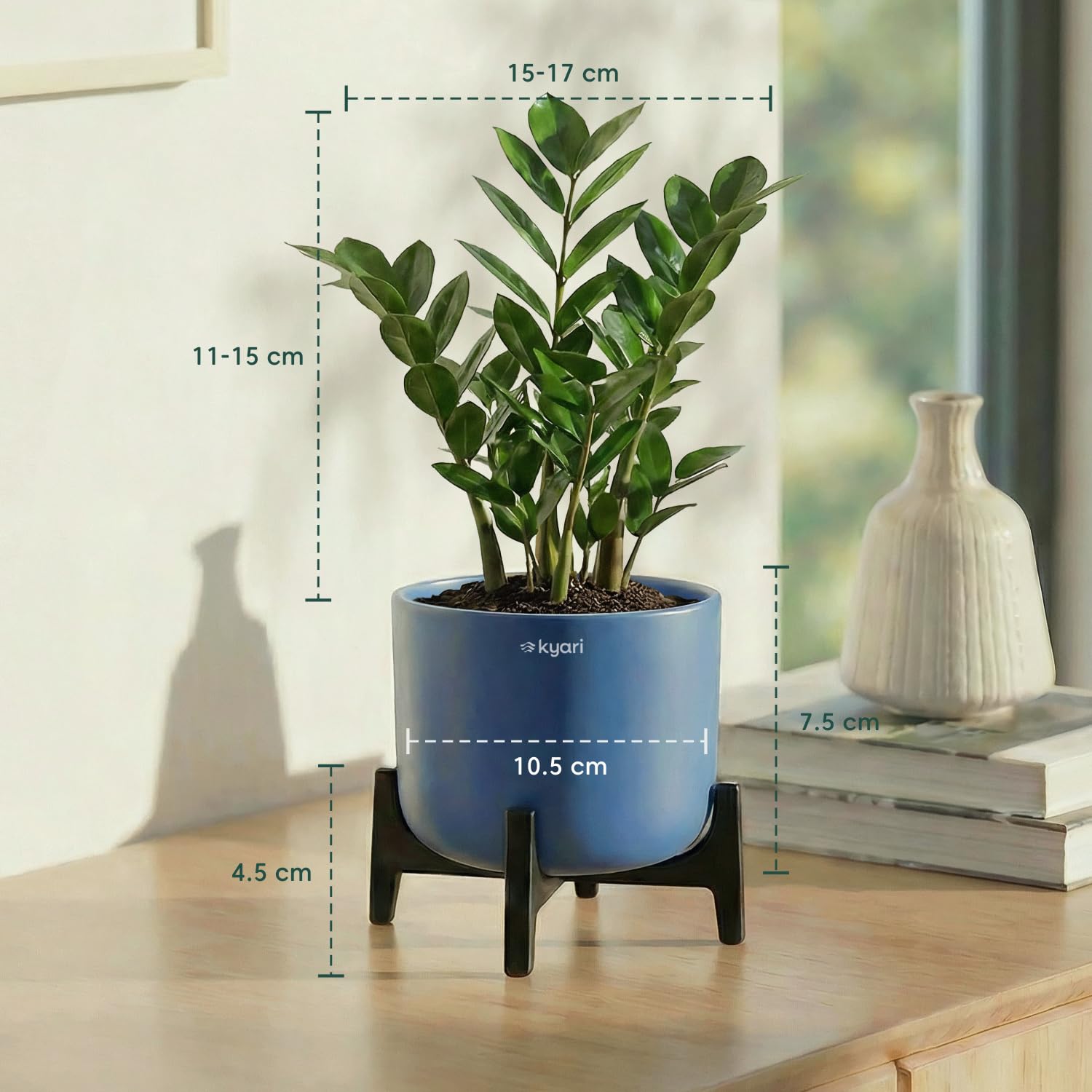 Kyari Zamia ZZ Plant - Large Indoor Air Purifier -3