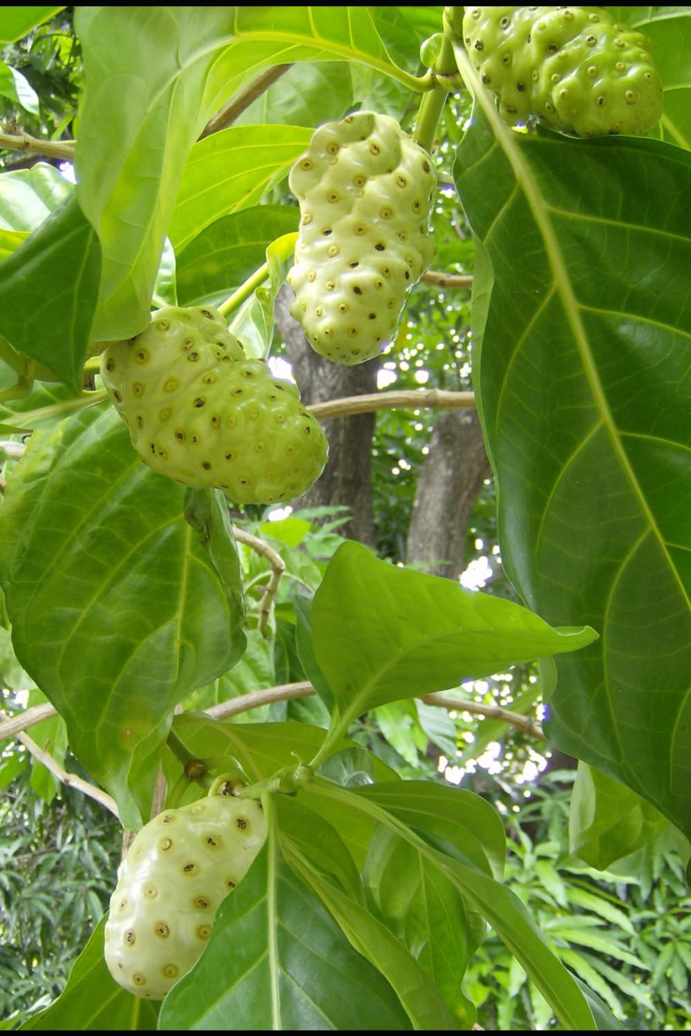 Noni Fruit Medicine: Why the World’s Most Powerful Healing Fruit Was Almost Erased (Alternative Medicine: Holistic Wellness)