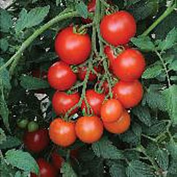 Mountain Magic Tomato Seeds 20+ Seeds | Non GMO | Vegetable Fruit Herb Flower Seeds for Planting | Home Garden Greenhouse Pack