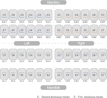 48Pcs/Box 1st 2nd Preformed Primary Metal Crown Molar Stainless Steel Temporary Children's Crown Dentist Laboratory Material