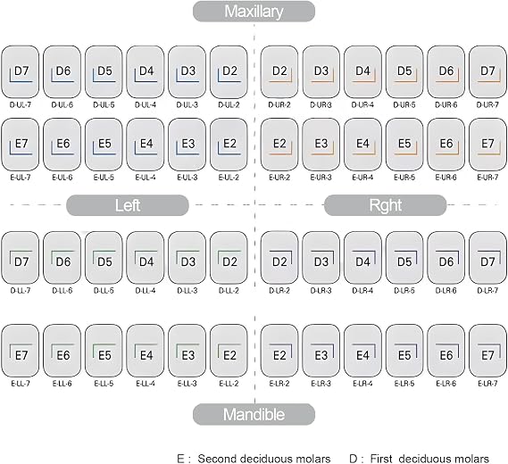 48Pcs/Box 1st 2nd Preformed Primary Metal Crown Molar Stainless Steel Temporary Children's Crown Dentist Laboratory Material