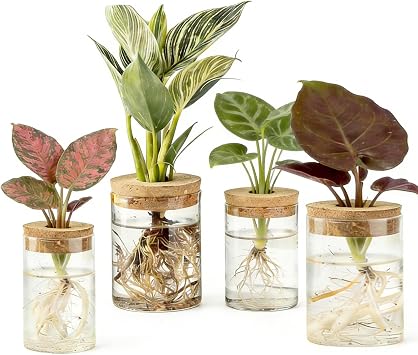 Glass Plant Propagation Station Set of 4, 2 Large and 2 Small Clear Borosilicate Glass Vases for Plant Propagation, Modern Nordic Hydroponic Propagation Stations for Home Office Decor
