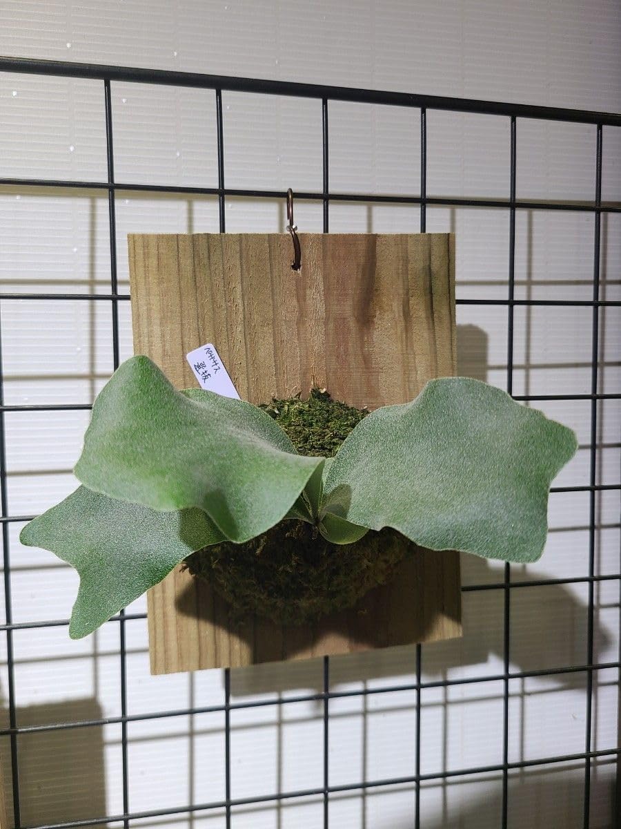 ビカクシダ コウモリラン ペガサス ⑤ (群生株・親株・大型) ビカクシダ コウモリラン ペガサス 特別選抜個体