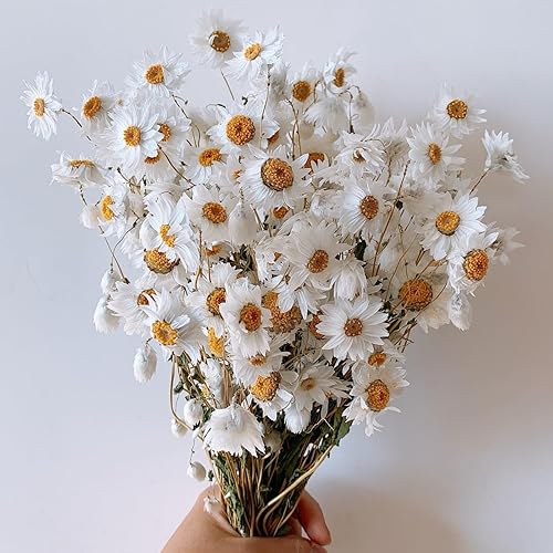 Ramo de flores de margaritas secas, más de 150 flores blancas secas, girasoles artificiales, arreglos de margaritas naturales Gerber de 17 pulgadas