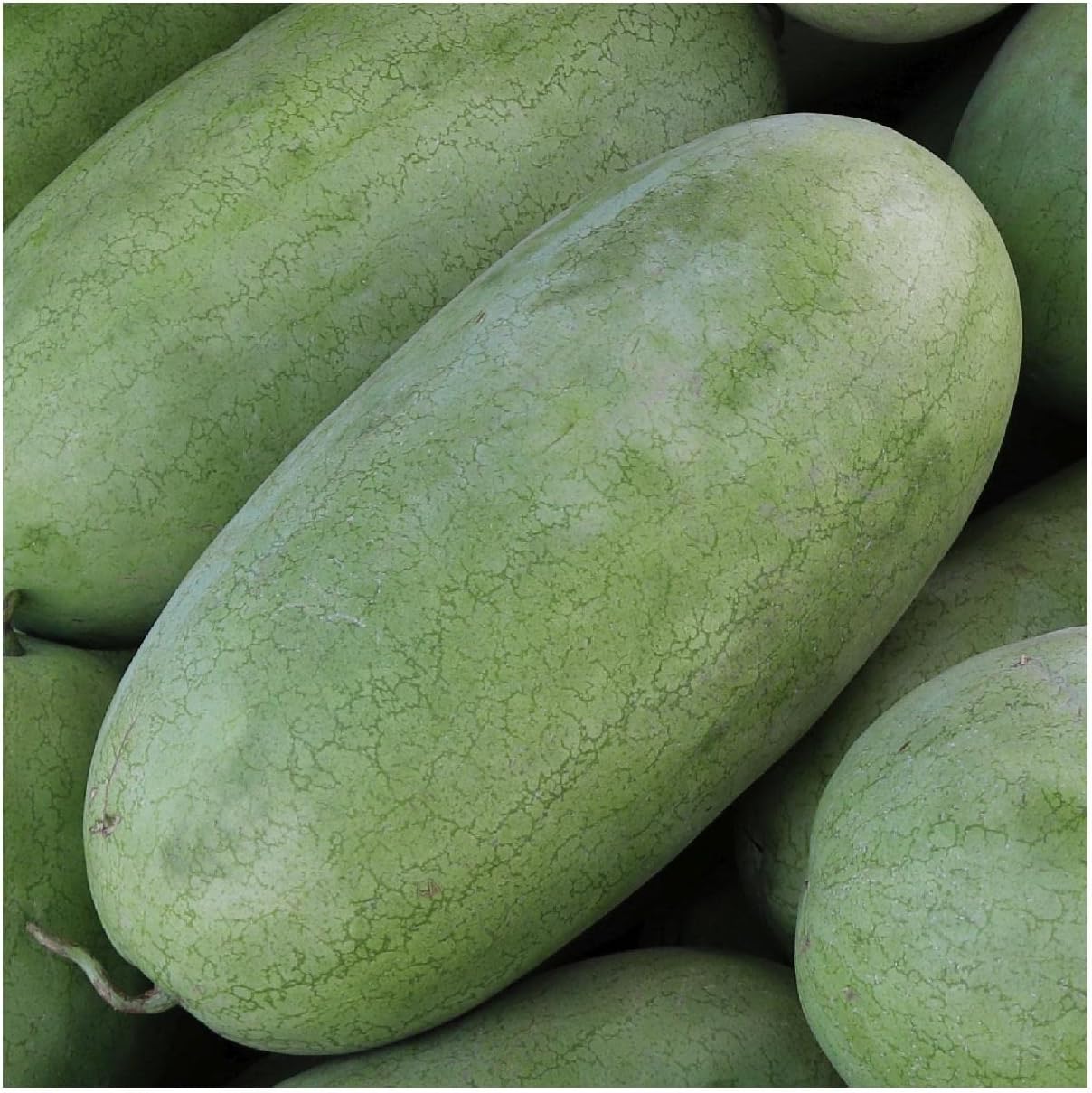 Everwilde Farms - 1 Lb Charleston Gray Watermelon Seeds - Gold Vault