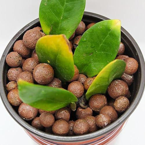 Miniatura 10 de Halatool Guijarros de arcilla orgánica de 12 libras de 0.157 in a 0.630 in para plantas, 100% natural, piedras de arcilla hidropónica para cultivo