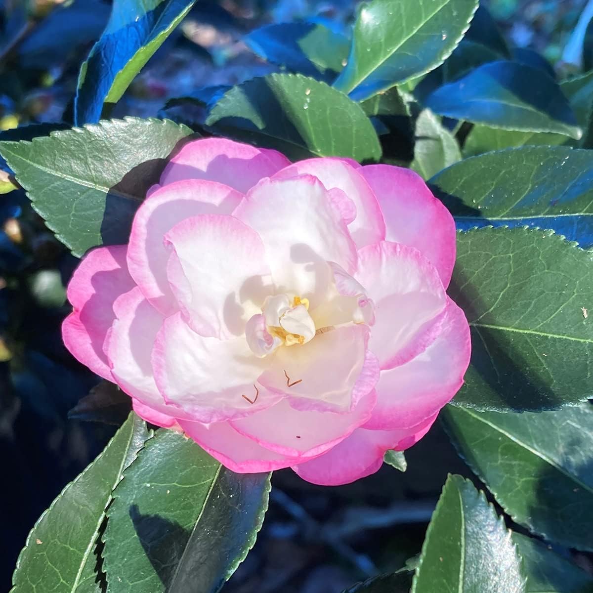 Eroanvia Live Moonshadow Camellia Flower Plant (Pink White) Outdoor Live Plant Healthy Hybrid Live Plant For Home Garden