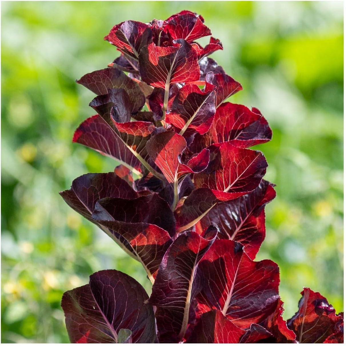 Everwilde Farms - 1 Lb Super Red Romaine Lettuce Seeds - Gold Vault