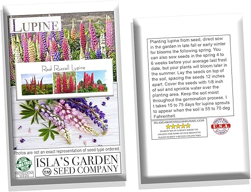 Miniatura 3 de Red Russell - Semillas de flores de altramuz para plantar, más de 25 semillas por paquete, semillas de jardín de Isla (semillas de jardín de Isla),