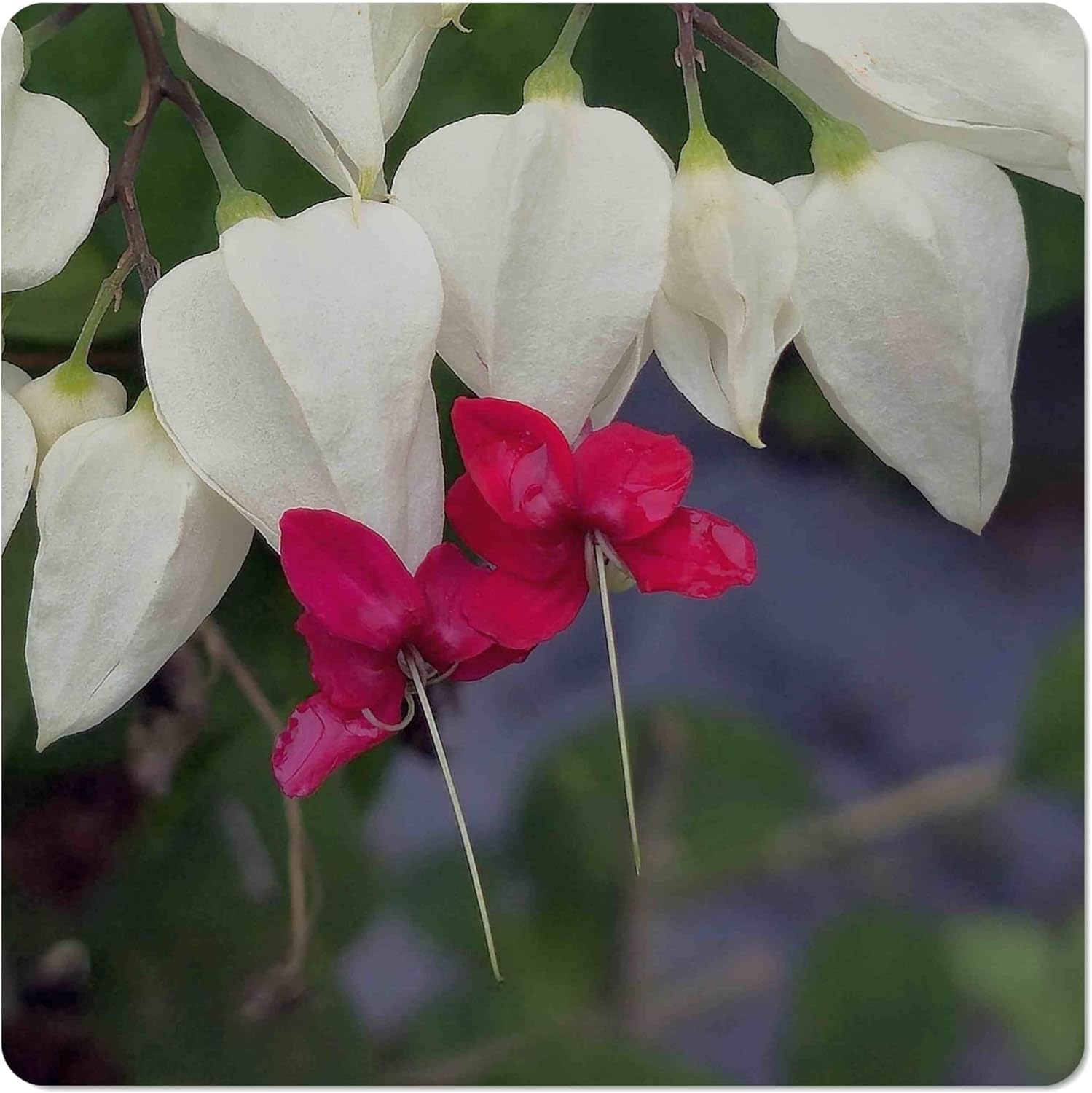 White Bleeding Heart Vine - Clerodendrum thomsoniae - Live Plant - Unusual Heart Red Heart Flower - 8-12 Inches Tall - 4 Inch Pot