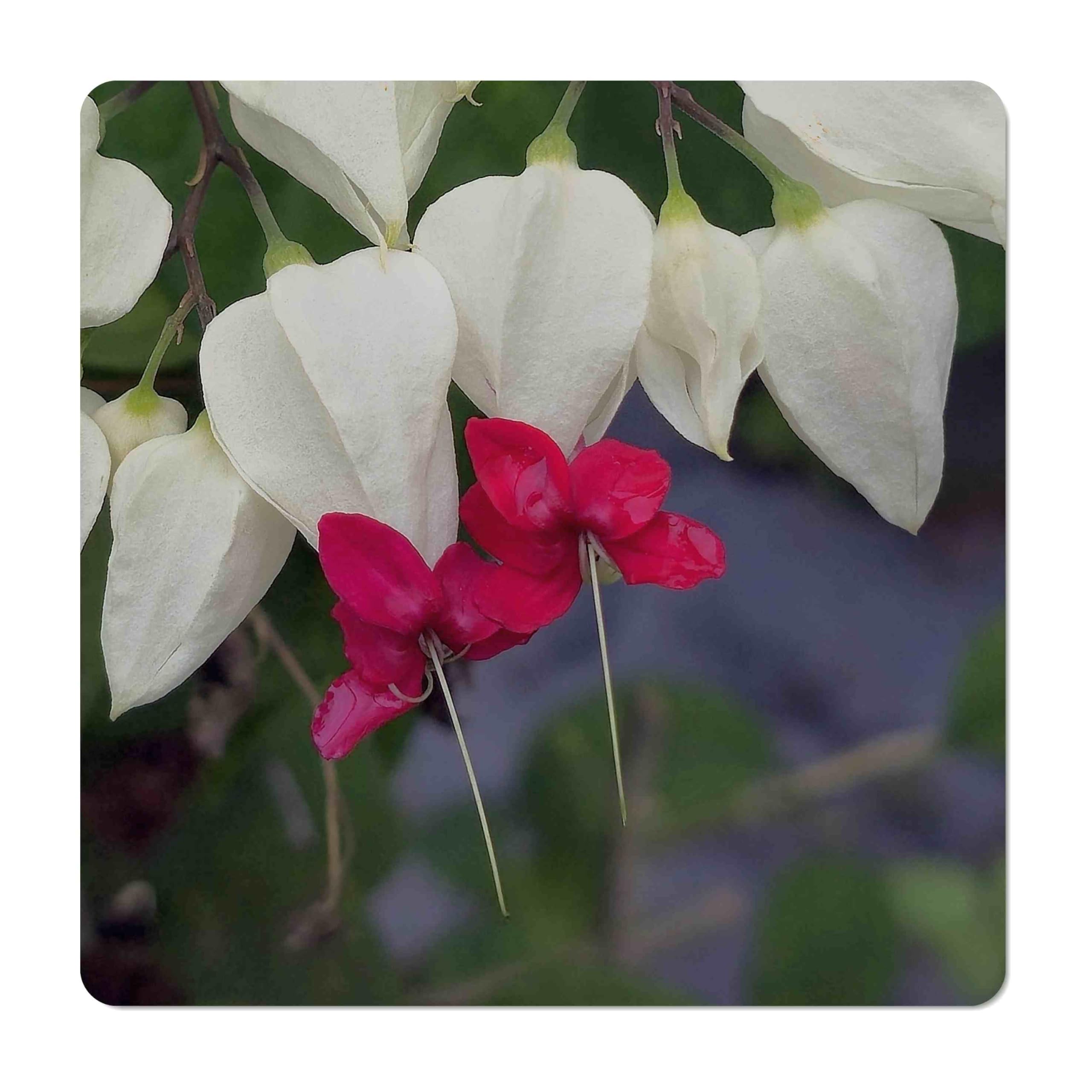 Emerald Goddess Gardens Bleeding Heart Vine