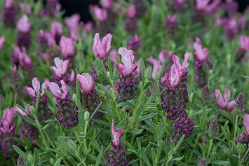 JustSeed - Flower - Lavendula - Lavender - Bandera Deep Rose - 10 Seeds