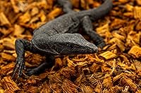 Vista 6 de ReptiChip - Sustrato de reptil con chips de coco de 72 cuartos de galón de capacidad, bloque de cáscara de coco orgánico comprimido para hábitat