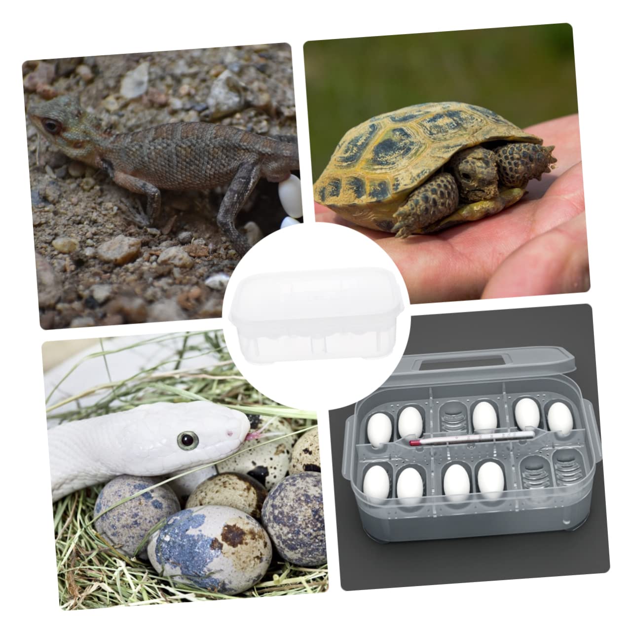 Incubatrice Per Rettili POPETPOP - Scatola Schiusa Uova Per Gechi E Lucertole, 2 Strati - Foto 11