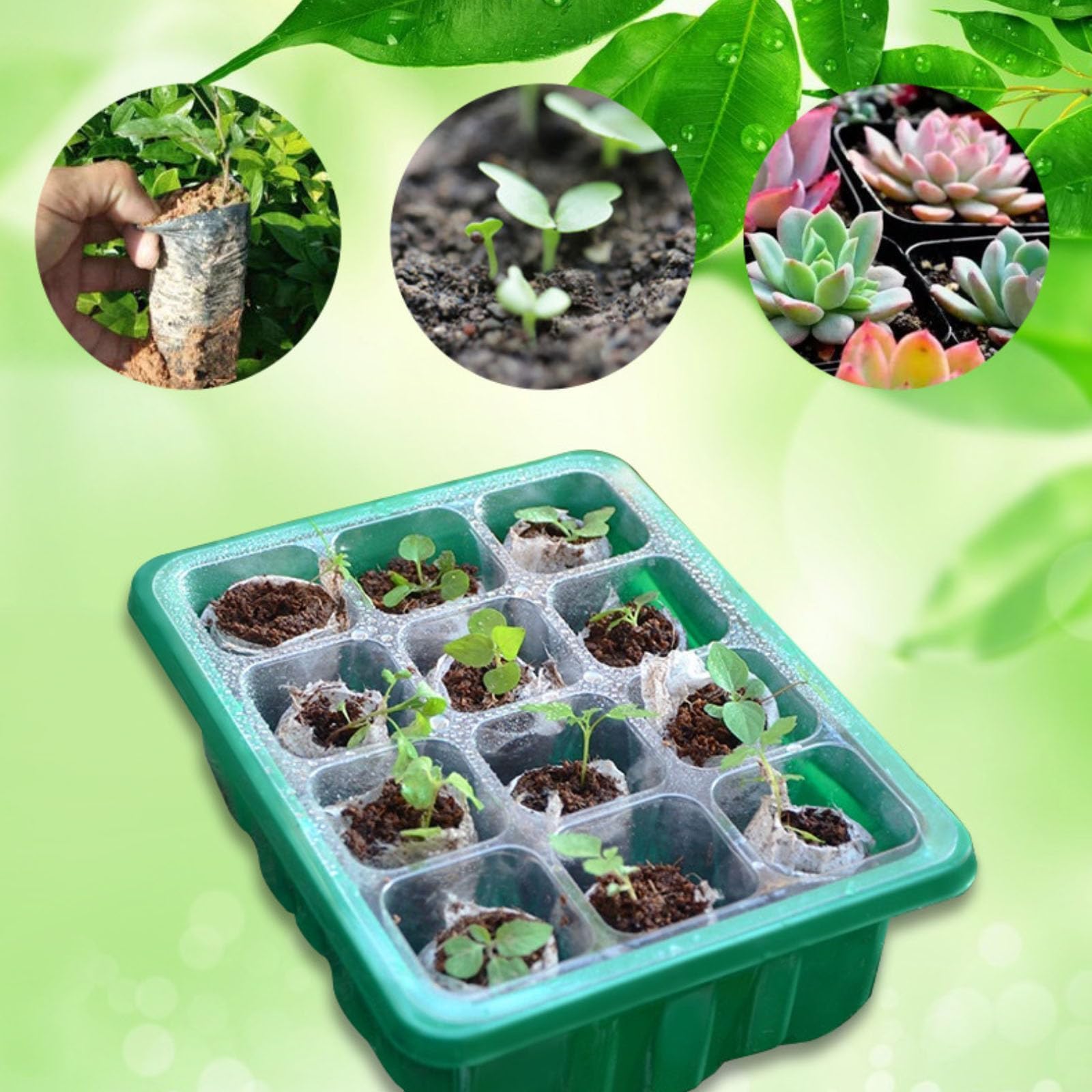 Mini Serre pour Semis avec Lumière de Croissance, 6 Pièces Bac à Semis avec Contrôleur de Minuterie Luminosité Réglable, Plateau de Culture pour Plantes Universel intérieur avec Couvercle Ventilé