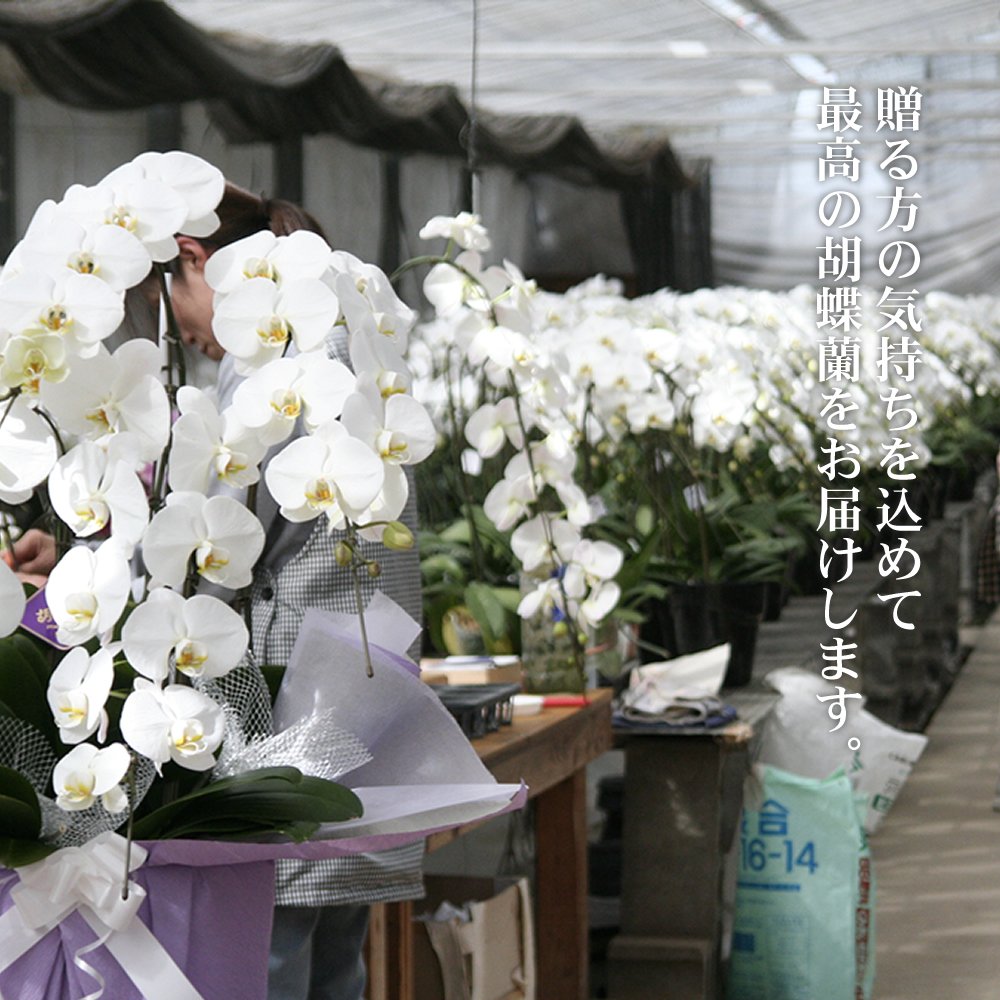 Amazon｜胡蝶蘭 【5本立ち】 開店・開業祝い 高級生花 生産地
