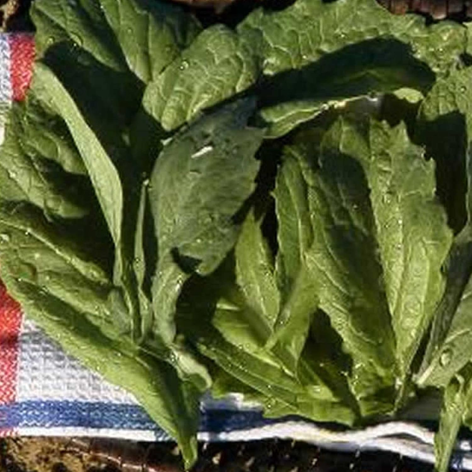 Mustard Vegetable Garden Seed - Florida Broadleaf - 5 Lb ~1,360,000 Seeds - Non-GMO, Heirloom Herb Greens & Microgreens Seeds