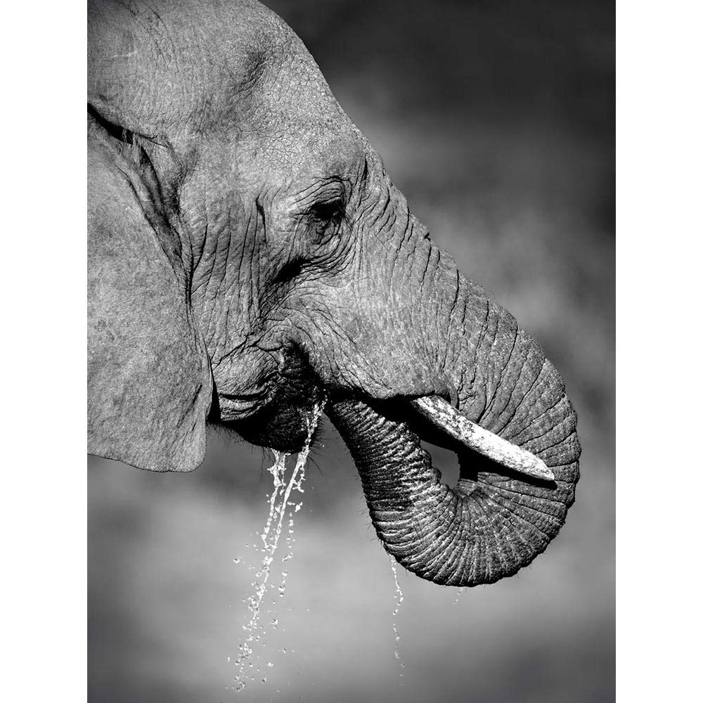 Wee Blue Coo African Elephant Drinking Black White Art Print Poster Wall Decor 12X16 Inch