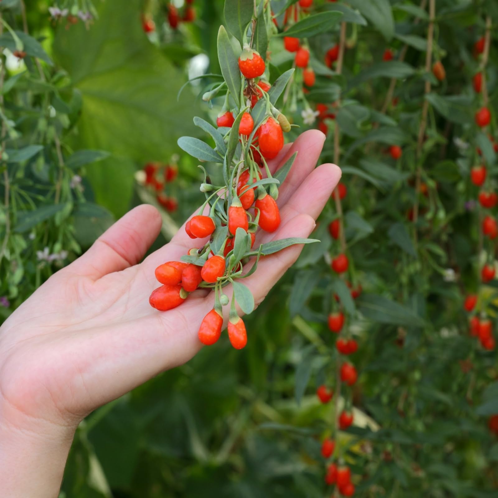 Carbeth Plants - Goji Berry Plant in 9cm Pot - Lycium Superfood Hardy Fruit Bush for Outdoor Planting - 20-25cm in Height - Ideal for Growing Patio Pots, Beds and Borders
