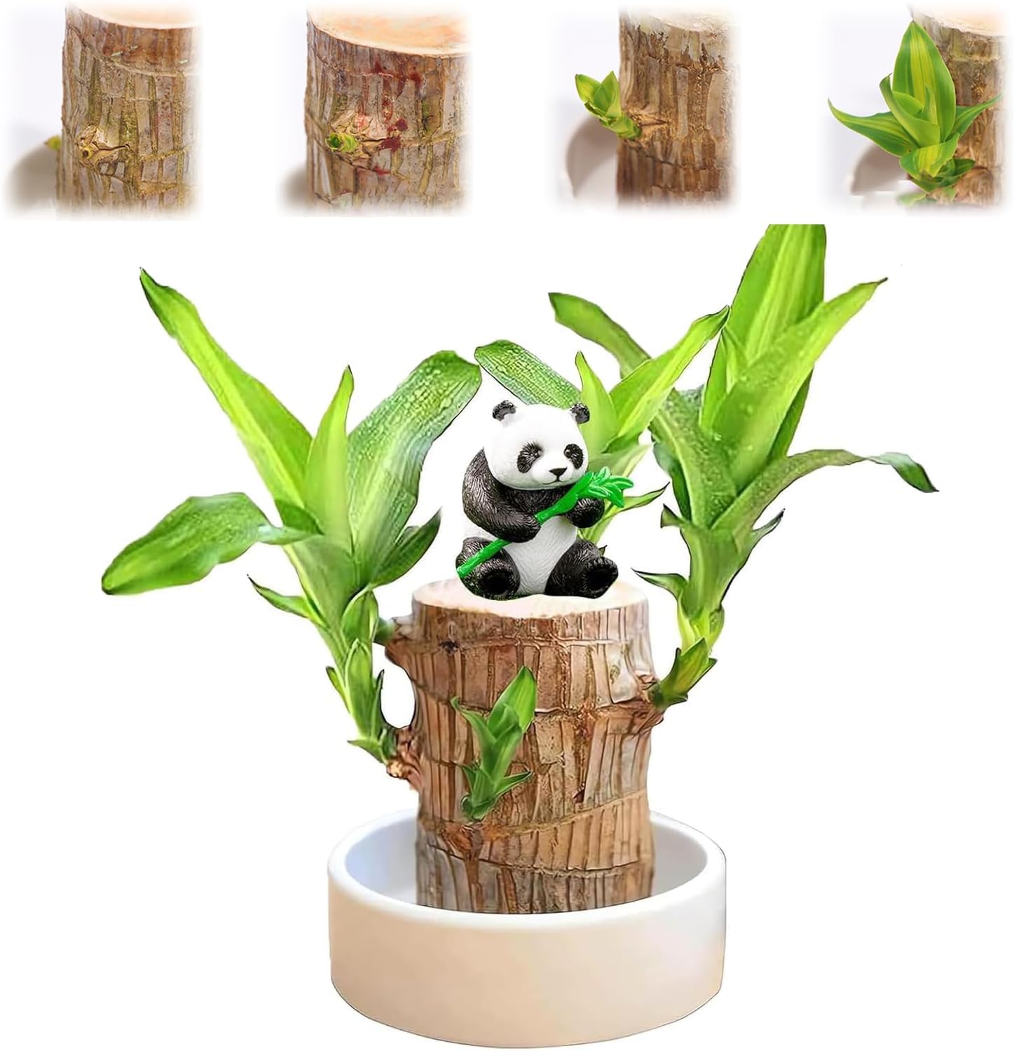 Brazilian Lucky Wood Plant Stand - Unique Decor -3