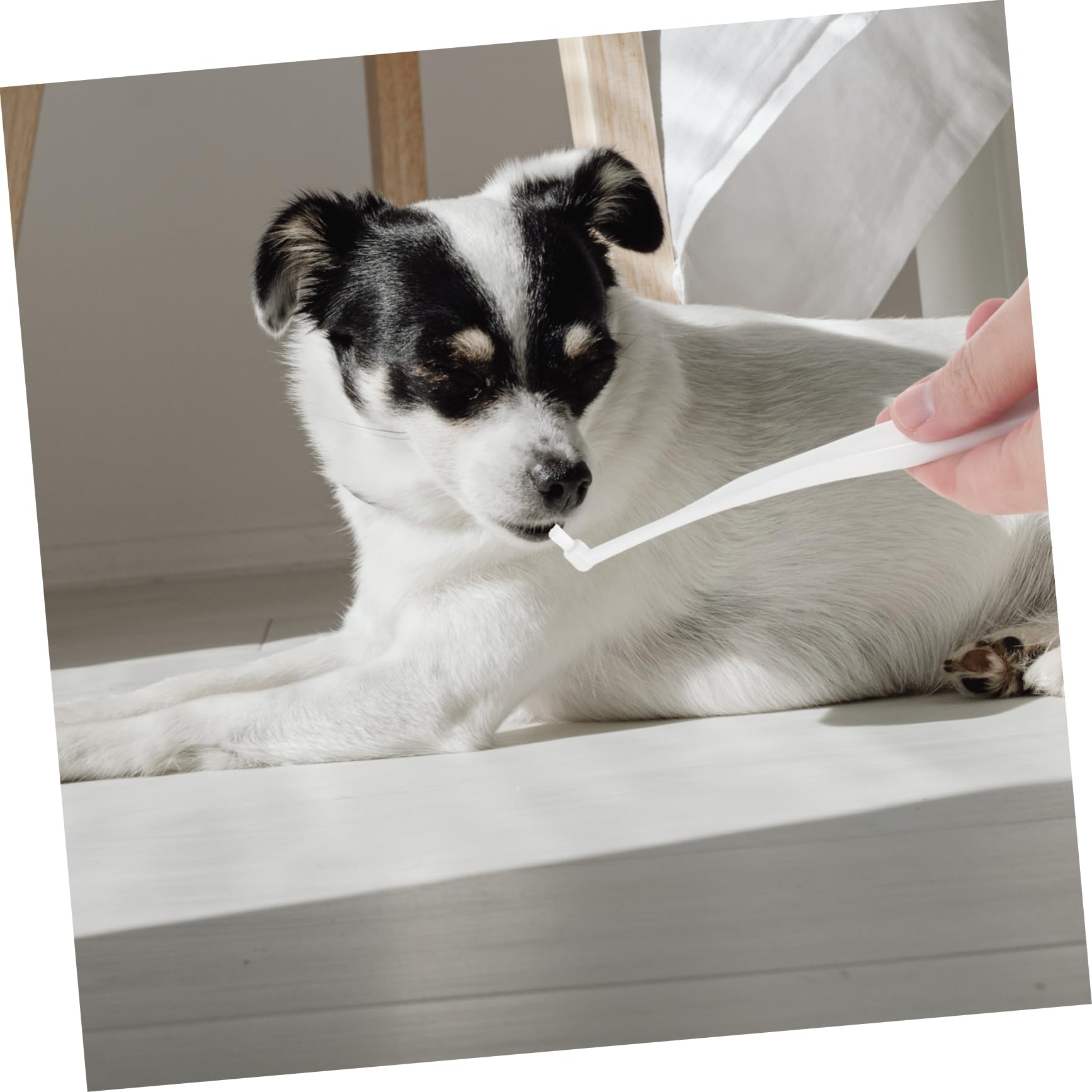 BESPORTBLE Pet Toothbrush Soft Dog Toothbrush for Puppy Single-Head Dog Tooth Cleaning Kit
