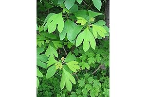 Enhance Your Garden with Premium Sassafras Seeds: Cultivate a Vibrant and Aromatic Landscape