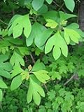 New Fresh 100pcs Sassafras Tree Seeds Generic